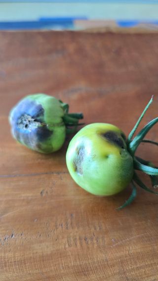 하재은님의 토마토 · 병해충상담 작성글 사진