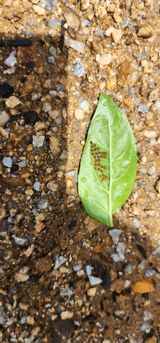 팜모닝 고추·병해충상담 게시글 이미지