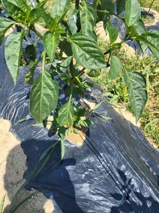 이화진님의 고추 · 병해충상담 작성글 사진