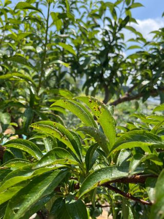 조석호님의 자두 · 병해충상담 작성글 사진