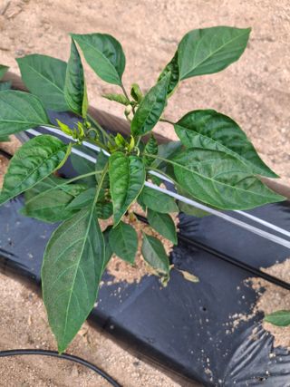 황병철님의 고추 · 병해충상담 작성글 사진