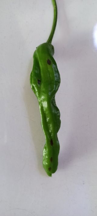 이준석님의 고추 · 병해충상담 작성글 사진