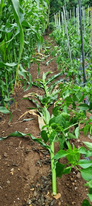 김안재님의 옥수수 · 병해충상담 작성글 사진