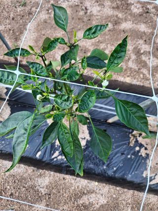 황병철님의 고추 · 병해충상담 작성글 사진