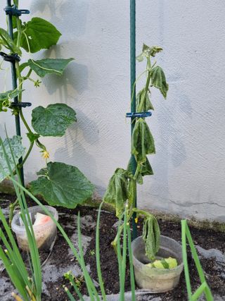 농사가좋아님의 오이 · 병해충상담 작성글 사진