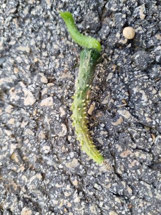 김동희님의 오이 · 병해충상담 작성글 사진