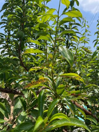 조석호님의 자두 · 병해충상담 작성글 사진