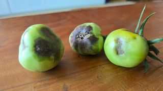 하재은님의 토마토 · 병해충상담 작성글 사진