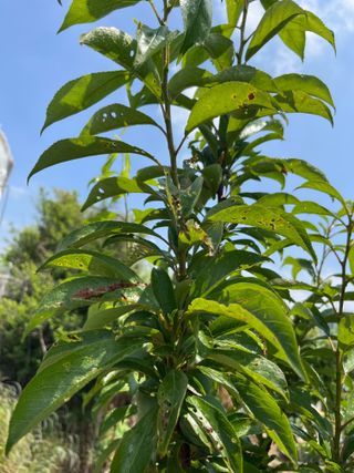 조석호님의 자두 · 병해충상담 작성글 사진