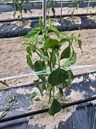 황병철님의 고추 · 병해충상담 작성글 사진