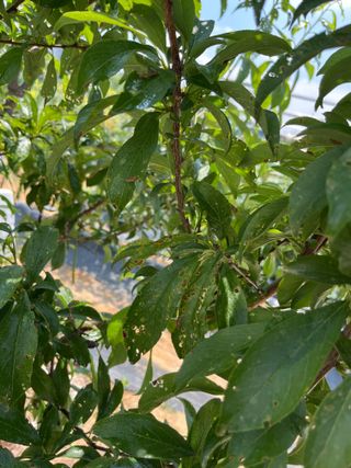 조석호님의 자두 · 병해충상담 작성글 사진