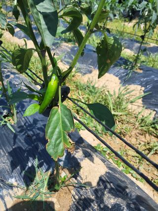 이화진님의 고추 · 병해충상담 작성글 사진