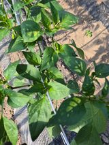 팜모닝 기타작물·병해충상담 게시글 이미지