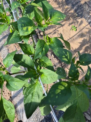 성정동님의 기타작물 · 병해충상담 작성글 사진