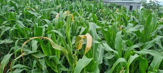 김안재님의 옥수수 · 병해충상담 작성글 사진