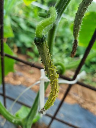 김동희님의 오이 · 병해충상담 작성글 사진