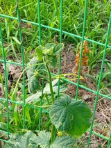 팜모닝 오이·병해충상담 게시글 이미지