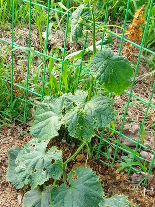 종이박님의 오이 · 병해충상담 작성글 사진