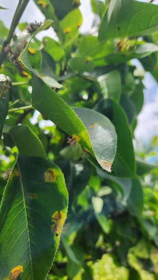 치악산골농부님의 배 · 병해충상담 작성글 사진