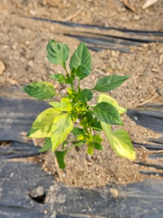 김시헌 님의 기타작물 · 병해충상담 작성글 사진