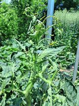 팜모닝 토마토·병해충상담 게시글 이미지