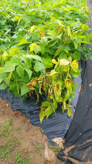 임곡농장김향중님의 콩 · 병해충상담 작성글 사진