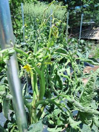 유형철님의 토마토 · 병해충상담 작성글 사진