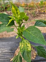 팜모닝 기타작물·병해충상담 게시글 이미지