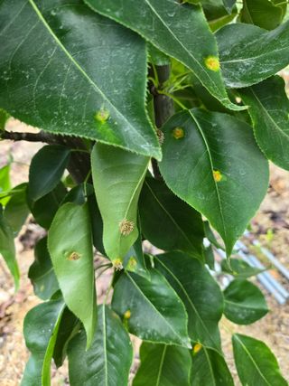 박상근님의 배 · 병해충상담 작성글 사진