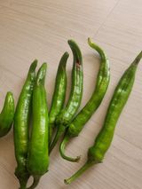 팜모닝 고추·병해충상담 게시글 이미지