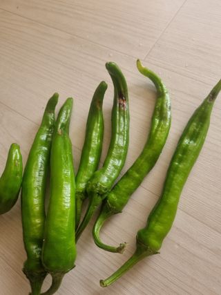 밭메는 여우님의 고추 · 병해충상담 작성글 사진