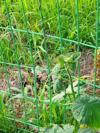 종이박님의 오이 · 병해충상담 작성글 사진