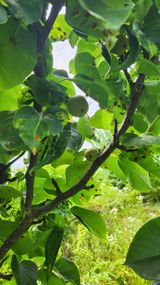 팜모닝 배·병해충상담 게시글 이미지