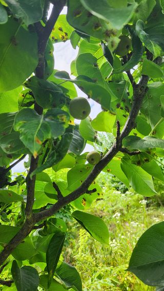 치악산골농부님의 배 · 병해충상담 작성글 사진