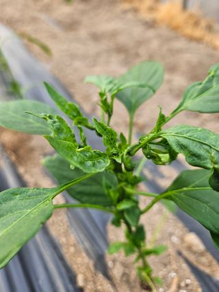 김시헌 님의 기타작물 · 병해충상담 작성글 사진