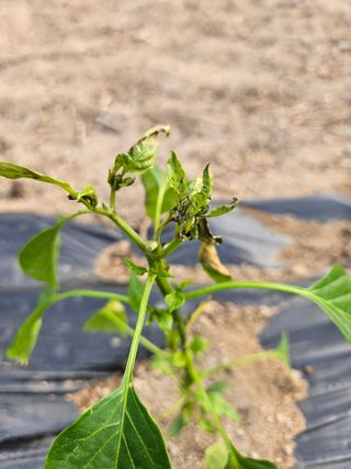 김시헌 님의 기타작물 · 병해충상담 작성글 사진