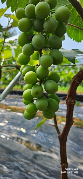 김상욱님의 포도 · 병해충상담 작성글 사진