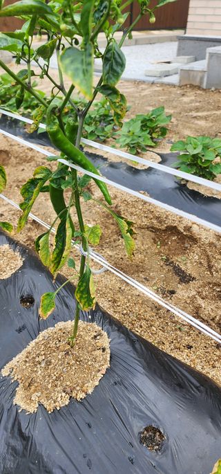 참깨16864님의 고추 · 병해충상담 작성글 사진