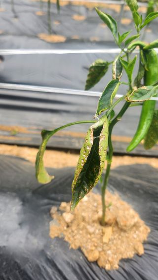 최용은님의 고추 · 병해충상담 작성글 사진