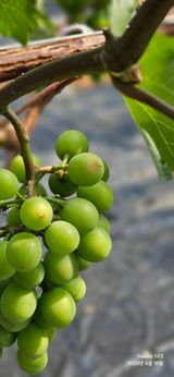 팜모닝 포도·병해충상담 게시글 이미지