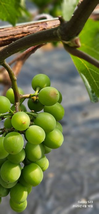 김상욱님의 포도 · 병해충상담 작성글 사진