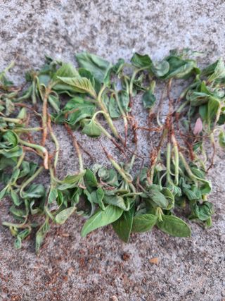 김은숙님의 참깨 · 병해충상담 작성글 사진