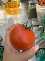 팜모닝 토마토·병해충상담 게시글 이미지