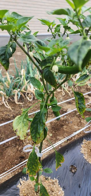 참깨16864님의 고추 · 병해충상담 작성글 사진