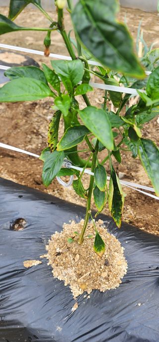 참깨16864님의 고추 · 병해충상담 작성글 사진