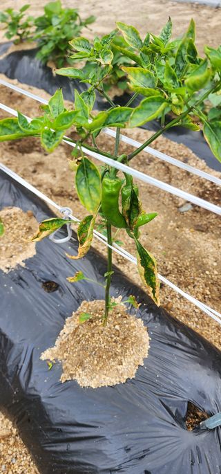 참깨16864님의 고추 · 병해충상담 작성글 사진