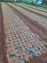 팜모닝 참깨·병해충상담 게시글 이미지