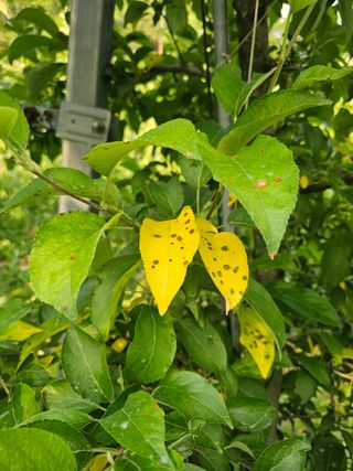 김웅래님의 사과 · 병해충상담 작성글 사진