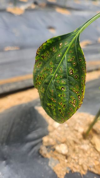 최용은님의 고추 · 병해충상담 작성글 사진