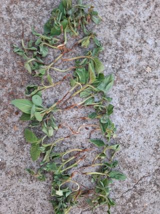 김은숙님의 참깨 · 병해충상담 작성글 사진